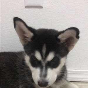 Meet your Posher, Naomy